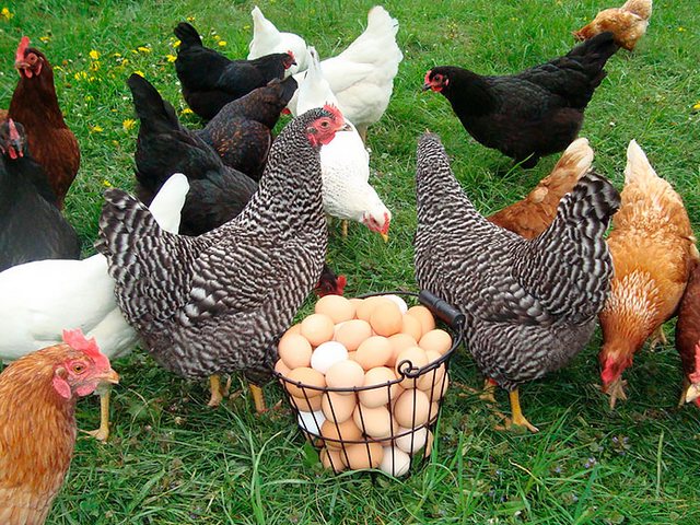 Содержание кур и уход за ними | ЗооТом - продажа, вязка и услуги для животных в Климовске