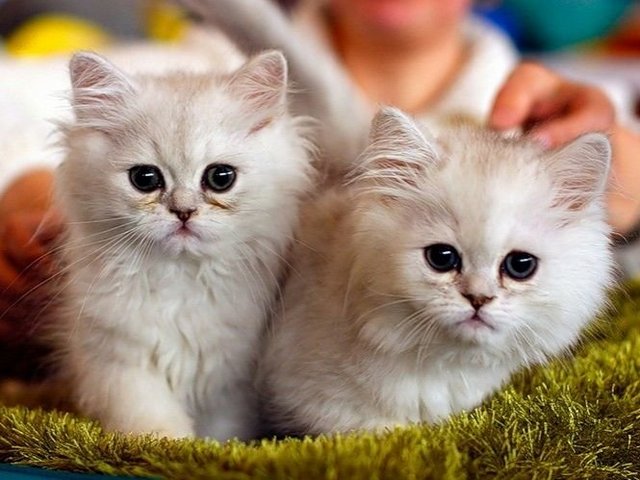 Породы кошек в Климовске | ЗооТом портал о животных