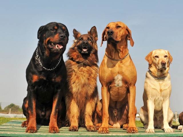 Крупные породы собак в Климовске | ЗооТом портал о животных